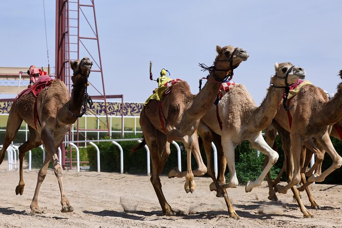 Dubai Camel Race With a Camel Ride - Meeting Point Information