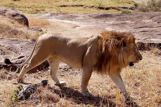 Early Morning/Afternoon Game Drive Nairobi Park-Without Park Fee - Pickup Points and Locations