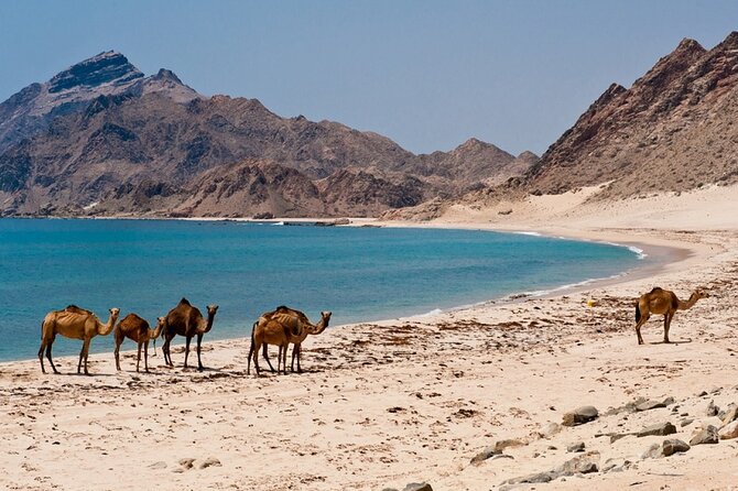 East of Salalah Full Day Tour - Inclusions and Exclusions
