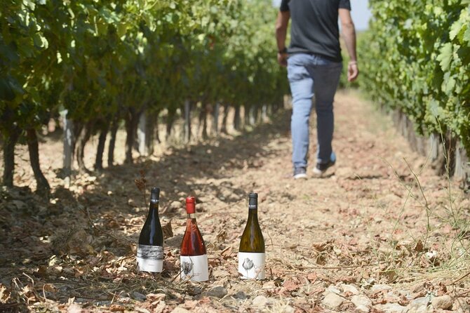 Ecological Vineyard Tour With Wine Tasting - Guided Vineyard Walk
