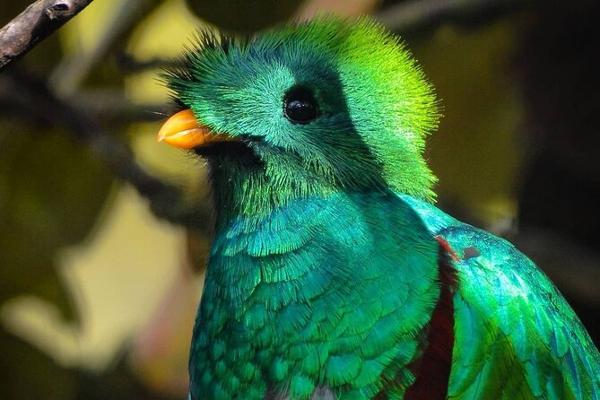 El Quetzal Birdwatching Tour From Cobán - Guatemala´S National Bird - Pickup Information