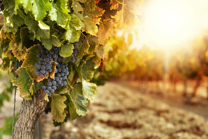 Etna Wine Tour From Taormina With Lunch and Wine Tasting - Pickup Options