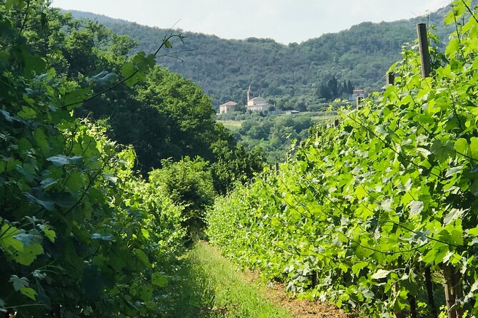 Euganean Hills, Ham, Wine and Olive Oil Production Farm Private Day Tour - Tour Activities and Transportation