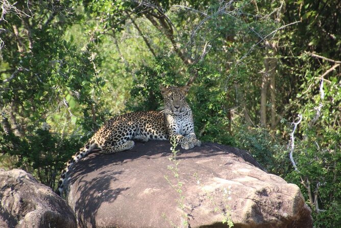 Evening Safari - Yala National Park With Janaka Safari - 02.00 Pm to 06.30 Pm - Wildlife Spotting Opportunities