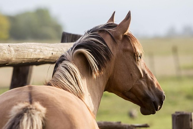 Exclusive Farm Day at Estancia La Bandada, Including Traditional Argentine Barbecue, Horseback Riding and Gaucho´S Show - Inclusions and Meeting Point