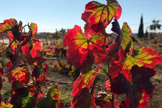 Exclusive Wine Tasting Experience in Porches (Algarve) - Overview