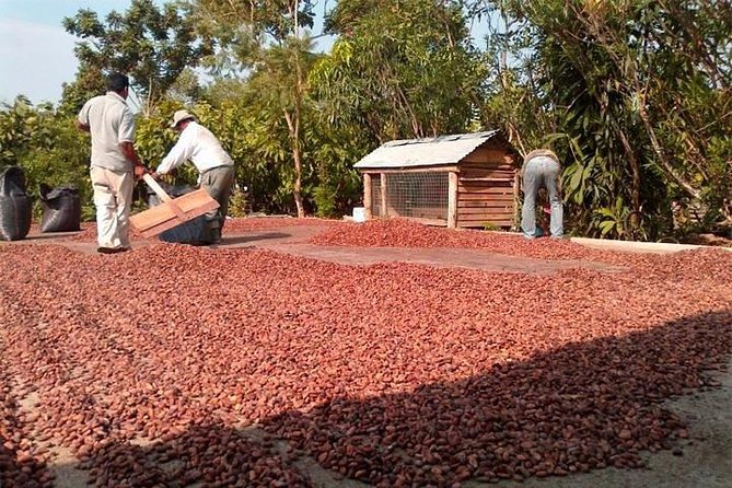 Excursion Day to Cocoa Farm From Guayaquil - Expectations and Recommendations