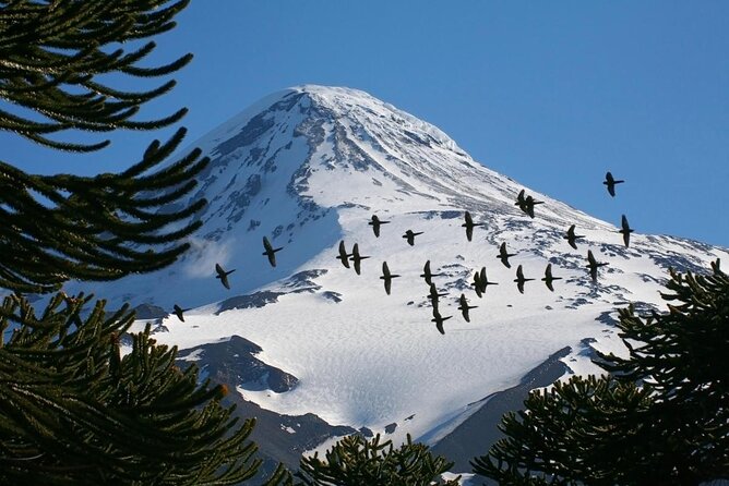 Excursion to Los Nevados, Villarrica National Park - Includes
