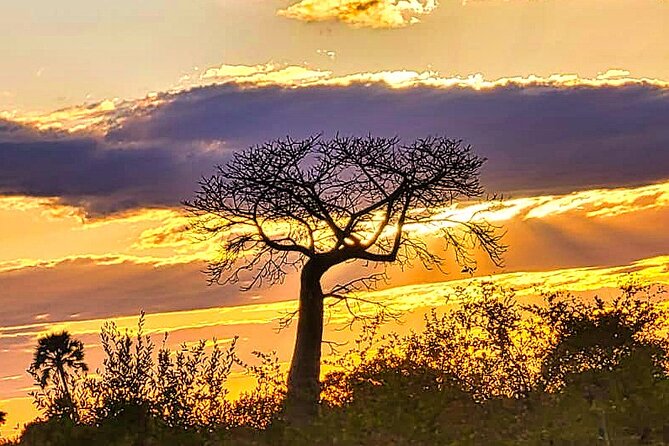 Experience Victoria Falls at Night With Baobab Juice Tasting - Inclusions and Requirements