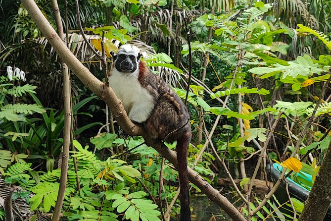 Explore Monkey Island and Poin From the Riu Playa Blanca - Tour Details