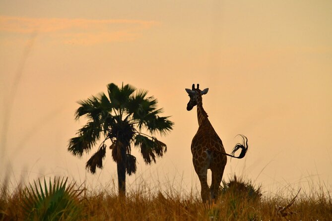Explore Primates: 10 Days Safari Tour in Uganda - Accommodation Details