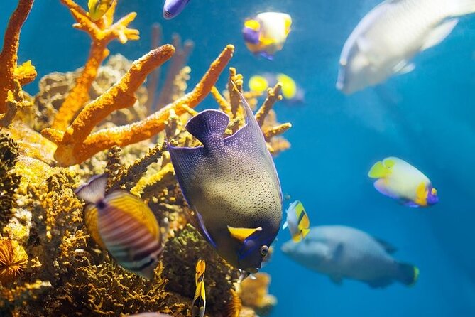 Explore Satayeh Reef on a Marsa Alam Snorkeling Trip