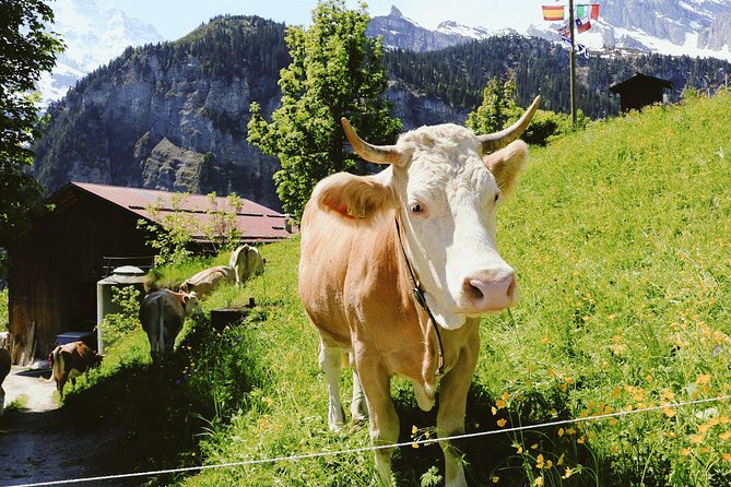 Explore the Instaworthy Spots of Interlaken With a Local - Group Size and Experience