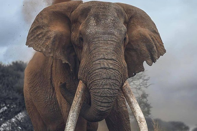 Explore the Wonders of Amboseli: 3-Day Safari Tour From Nairobi - Included Meals