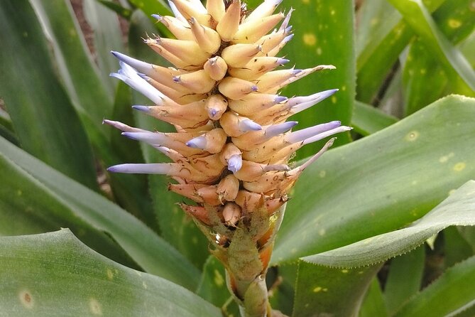 Explore the World of Bromeliads - Plant Observation - Transportation and Logistics Details