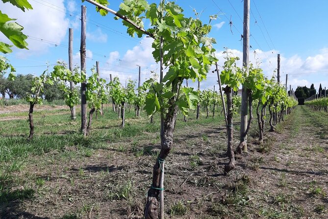 Exploring a Cilento Village by E-Bike With Wine Tasting - Inclusions and Start Time