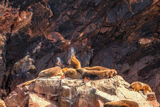 Exploring the Ballestas Islands From Ica in Tourist Mobility - Frequently Asked Questions
