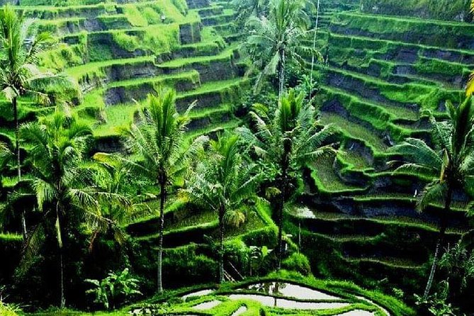 Famous Ubud Villlage & Dance With Rice Terrace & Waterfall Visit - Pickup Information