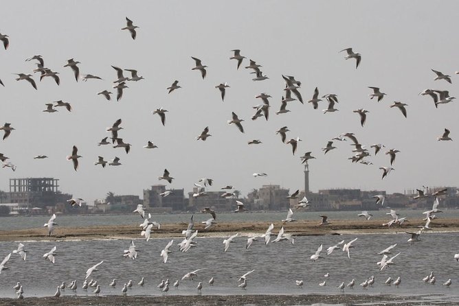 Fayoum Full Day Tour Bird Watching - Bird Watching Locations