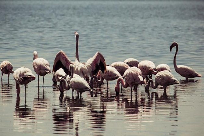 Fayoum Full Day Tour Bird Watching - Booking Information