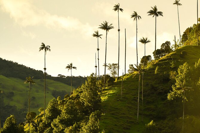 Filandia, Salento and Cocora Valley Tour - Highlights of the Tour