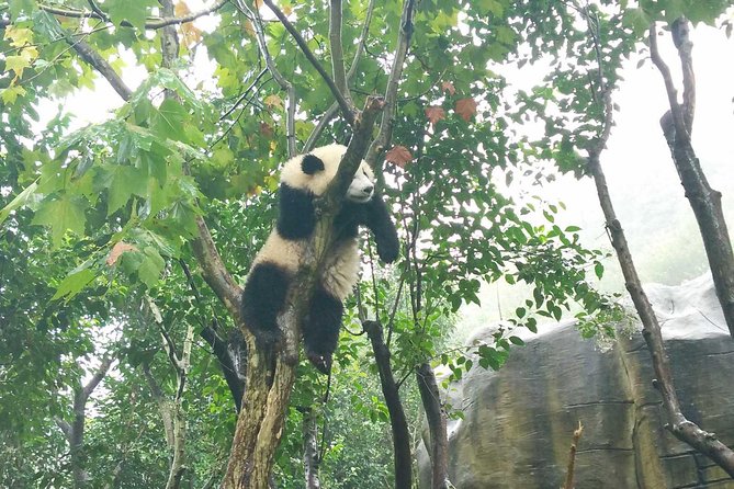 Flexible Chengdu Panda Base Day Tour With Private Guide and Transportation - Pricing Details