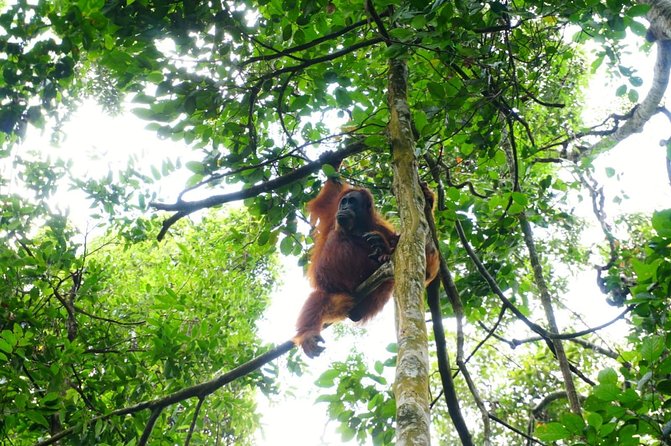 Four Days Orangutans Adventure in Gunung Leuser - Equipment Provided and Pickup