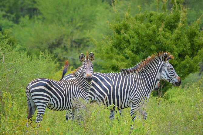 From Arusha: Day Tour in Arusha National Park