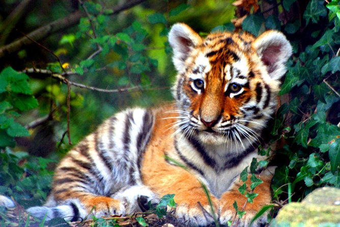 From Delhi: Taj Mahal & Ranthambore Tiger Safari Tour - Inclusions