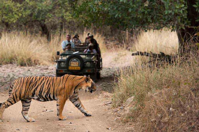 From Jaipur: Ranthambore Tiger Safari Private Day Tour