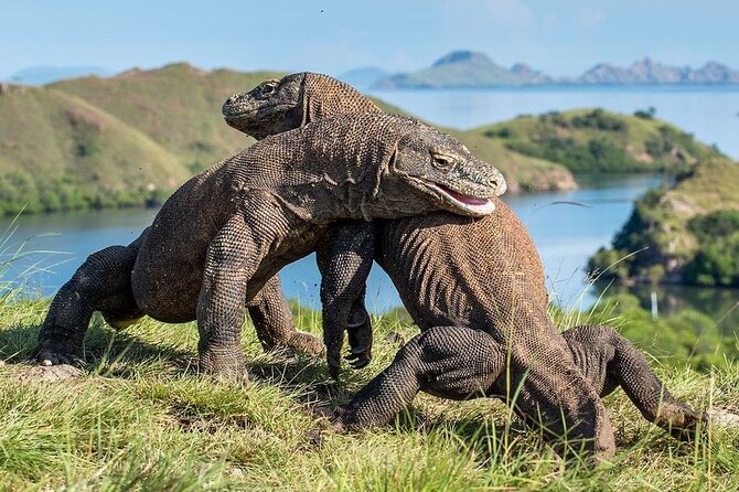 From Lombok: Fantastic Adventure Boat Trip to Komodo Island - Exciting Activities on Board