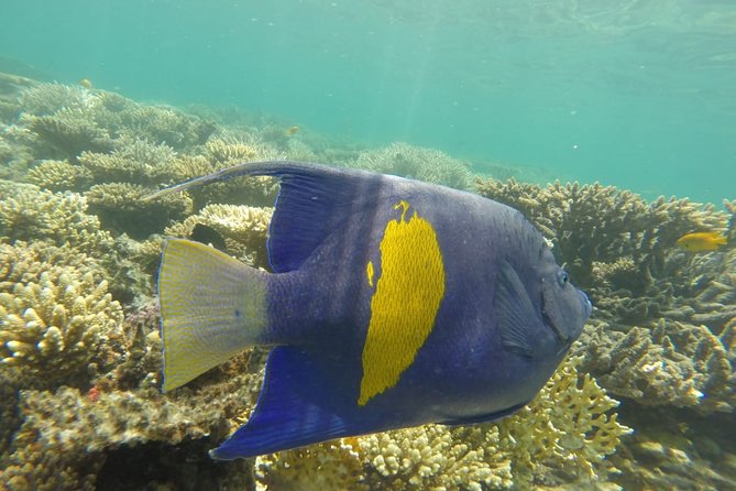 From Luxor: Snorkeling Day Tour at Utopia Island in Safaga - Pricing and Booking