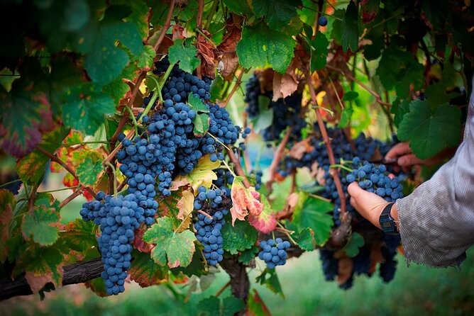 From Vine to Wine: A Harvest Adventure in Douro Valley - Harvest Experience Details