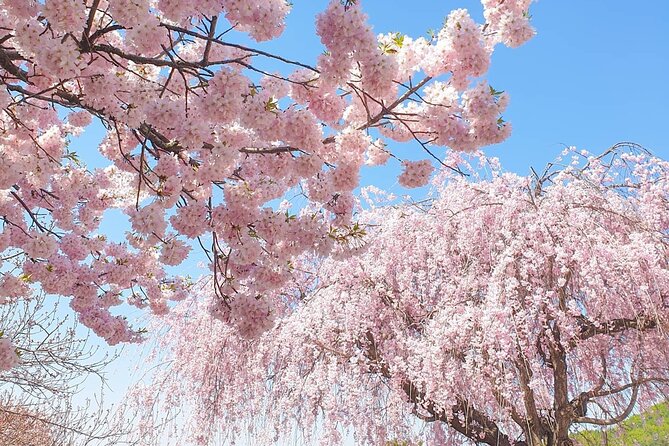 Full Day Cherry Blossom Hunting Tour From Seoul - What To Expect