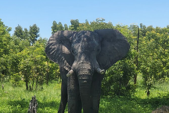Full Day Chobe National Park and River Experience - Morning Game Drive