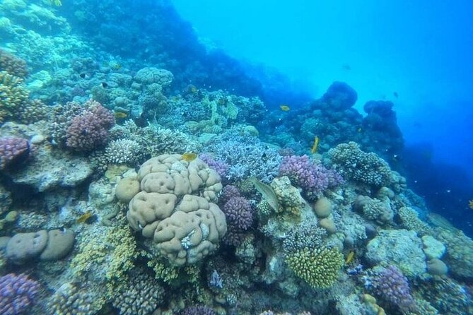 Full Day Experience in Marsa Mubarak With Diving and Lunch - Pickup and Start Time