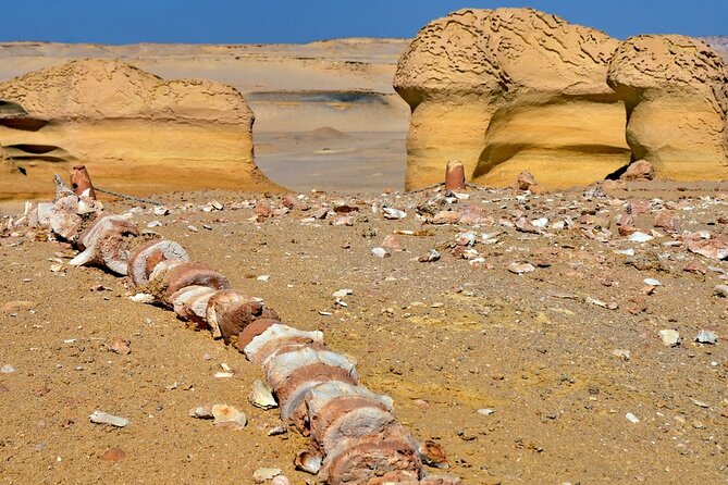 Full Day Fayoum Oasis and Waterfalls of Wadi El-Rayan - Inclusions and Exclusions