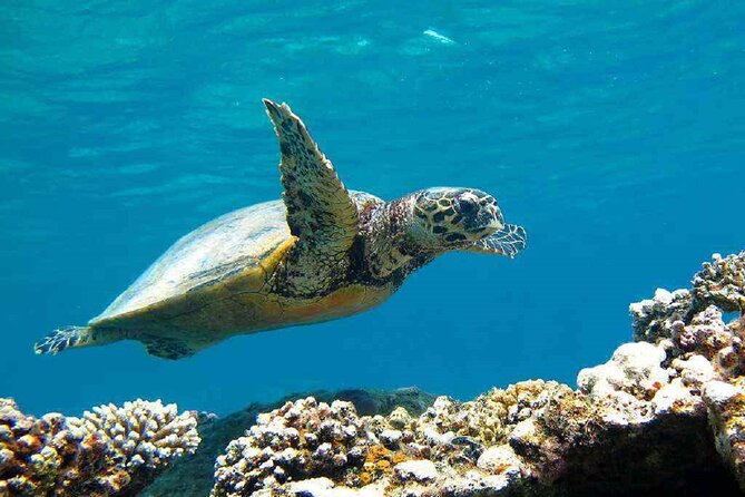 Full Day Guided Marsa Mubarak Snorkeling From Marsa Alam - Inclusions and Exclusions