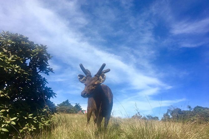 Full-Day Horton Plains National Park Tour From Nuwaraeliya