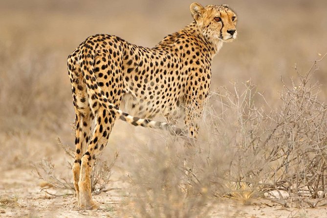 Full Day Hwange Safari