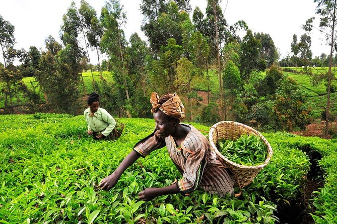 Full-Day Kiambethu Tea Farm Tour From Nairobi With Lunch - Inclusions and Exclusions