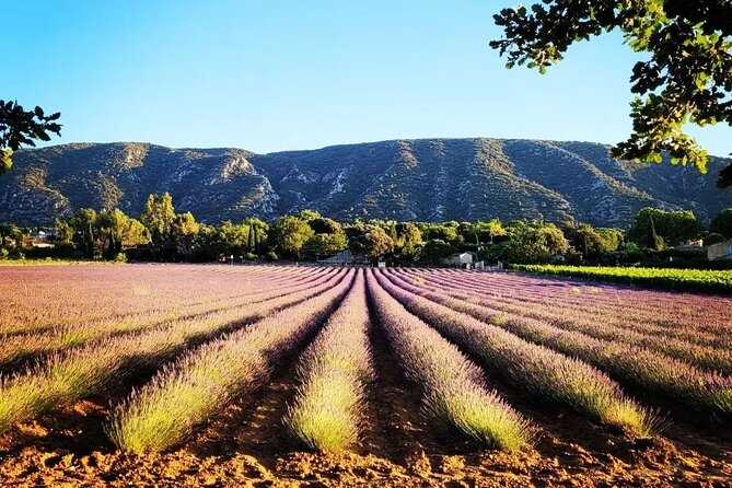 Full Day Lavender Tour From Avignon - Inclusions
