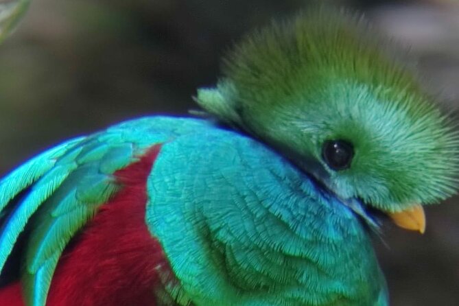 Full Day Monteverde Bird-Watching & Photografy Private Tour - Snack and Transportation Details