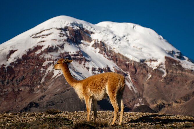 Full Day Mount Chimborazo Private Tour From Quito - Tour Inclusions