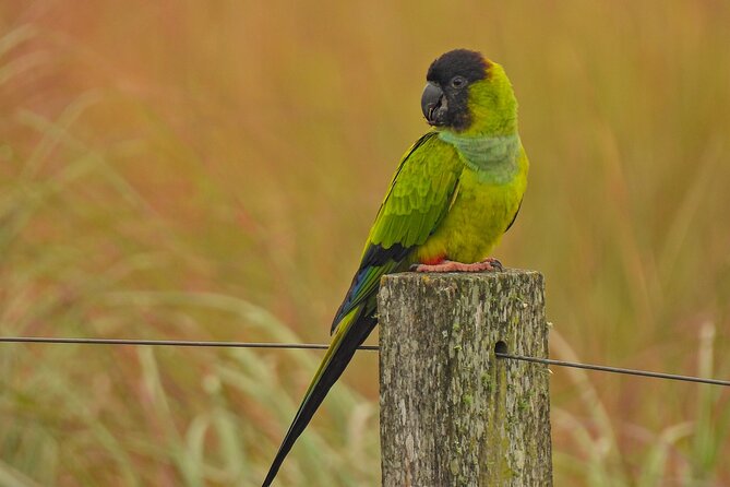 Full Day Paraguay River Nature and Wildlife Boat Tour - Pickup Details