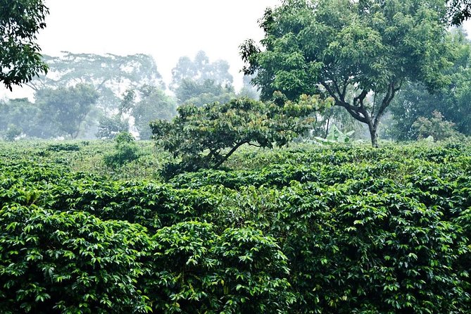 Full Day Poas Volcano, Coffee Tour and La Paz Waterfalls From San Jose - Accessibility