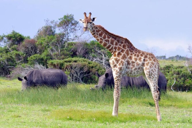 Full-Day Port Elizabeth & Kragga Kamma Reserve Safari - Inclusions and Exclusions