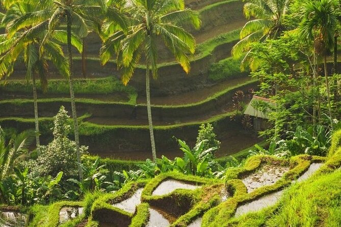 Full-Day Private and Guided Tour Around Ubud - Inclusions and Amenities