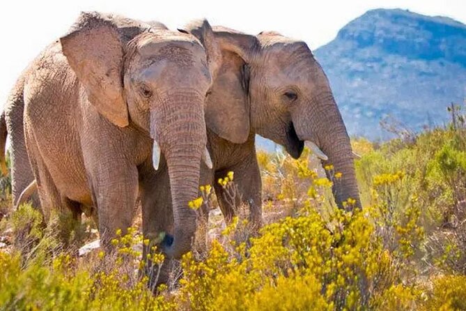 Full Day Private Aquila Game Reserve Big 5 Safari From Cape Town - Tour Highlights