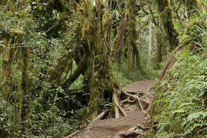 Full-Day Private Kilimanjaro Day Trip With Lunch - Pricing and Booking Details